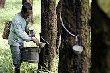 Thành phố Cao su Thái Lan: Tăng cường thu hút đầu tư